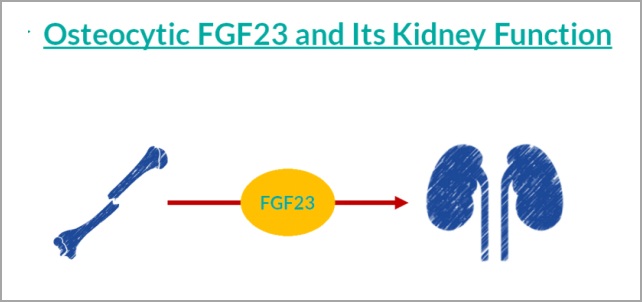 填补空白 | 国内独家研发FGF23项目，早期诊断CKD及CKD-MBD